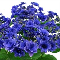 Amazon 紫陽花 カサノバ 予約販売 アジサイ カサノバ ブルー 7 5cm